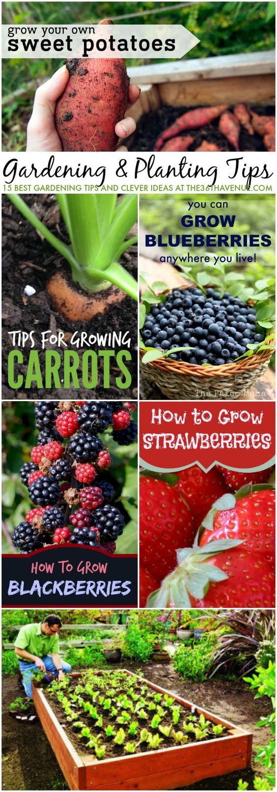 epsom salts for gardening tomato blossom end rot top 10 important gardening tips and uses for epsom salts epsom salt tomato salt epsom salts for gardening tomato blossom end rot top 10 important gardening tips and uses for epsom salts epsom salt tomato salt